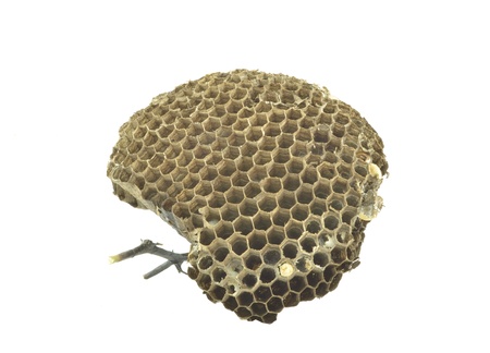 wasp nest on white backgroundの写真素材