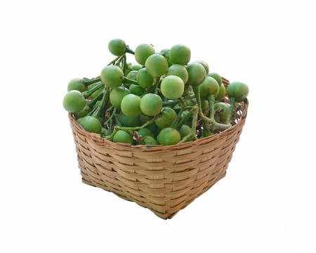 Pea eggplant on white backgroundの写真素材