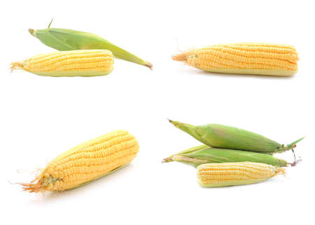 Ear of corn isolated on whiteの写真素材