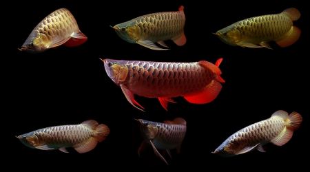 Asian Arowana Super Red  fish on black backgroundの写真素材