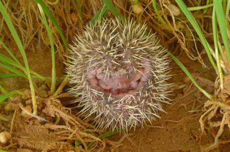 Pygmy hedgehogs.