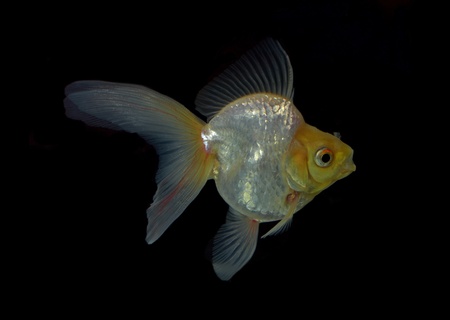 goldfish isolated on black backgroundの写真素材