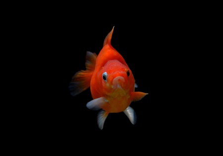 fancy goldfish isolated on black backgroundの写真素材