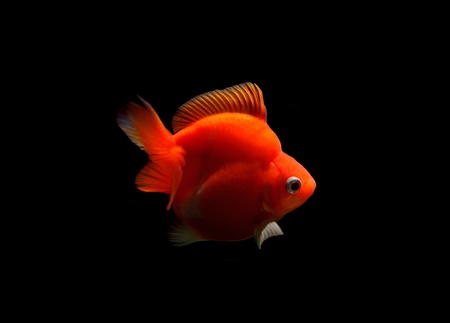 fancy goldfish isolated on black backgroundの写真素材