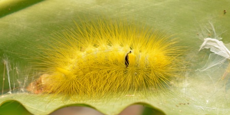 Hairy caterpillaの写真素材