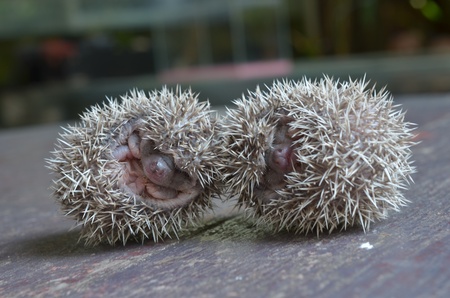 Pygmy hedgehogs.の写真素材