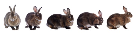 collection  rabbit isolated on a white backgroundの写真素材