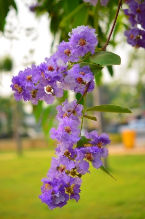 Cananga odorataの写真素材