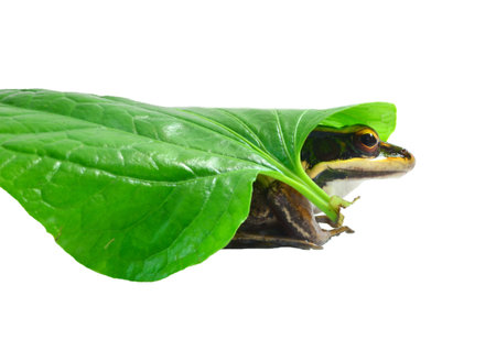 Small tree frog isolated on white background.
