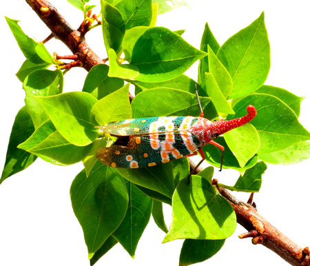 Lanternflies, FULGORID PLANTHOPPERS ,Lantern Bugs isolated on white background
