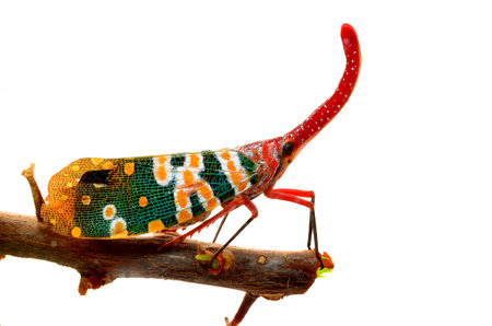 Lanternflies, FULGORID PLANTHOPPERS ,Lantern Bugs isolated on white background