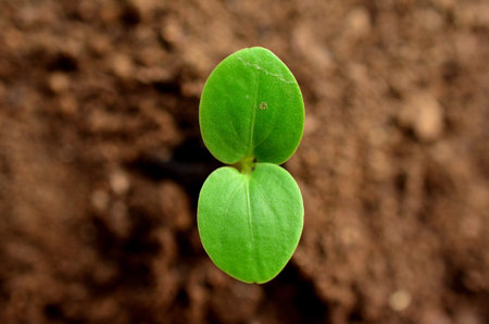 Seedling
