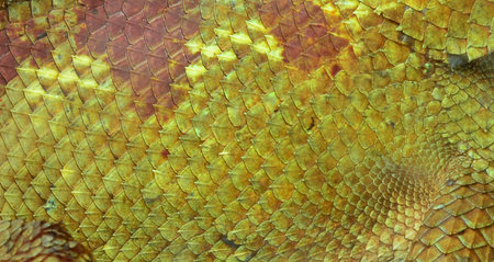 Close-up of Four-horned Chameleon skin, Chamaeleo quadricornis