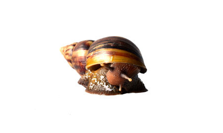 Snail