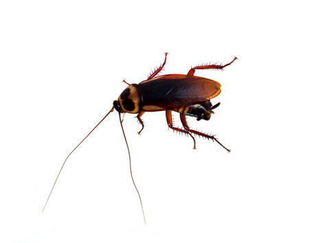 Cockroach on white background