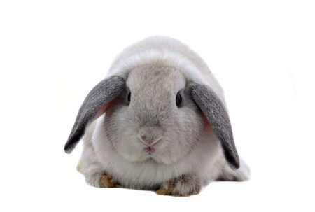 rabbit isolated on a white backgroundの写真素材