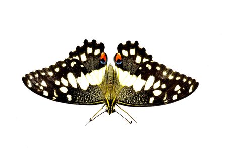 Butterfly on  Whiteの写真素材
