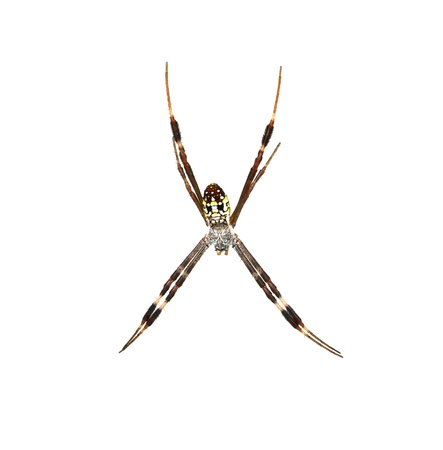 Garden spider on the white backgroundの写真素材