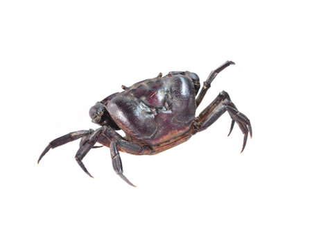 Crab. Field crabの写真素材