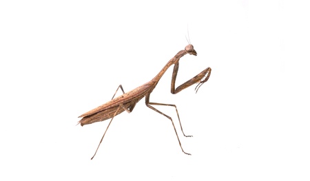 Mantis. on white backgroundの写真素材
