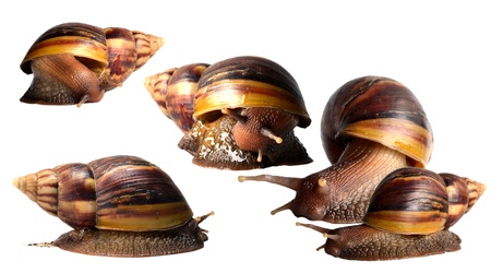 Snailの写真素材