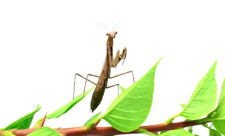 Mantis  on white backgroundの写真素材