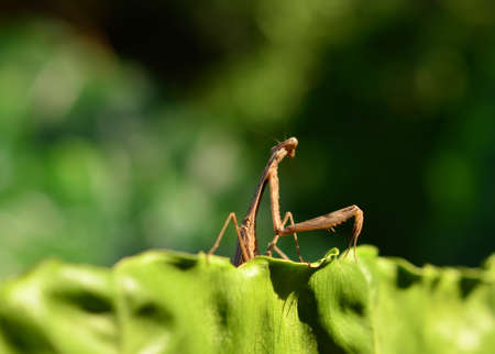Mantisの写真素材