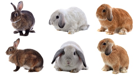 Adorable rabbit isolated on a white backgroundの写真素材