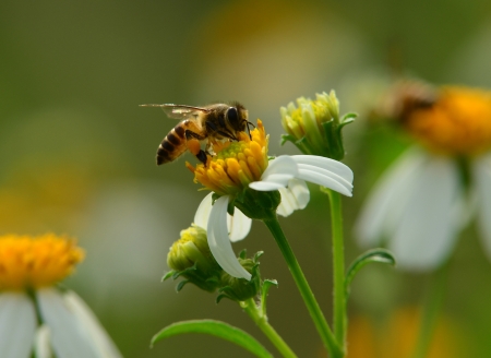 Bees to a flowerの写真素材