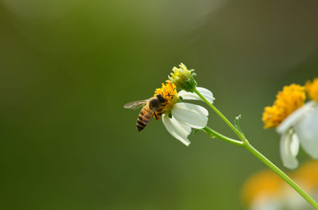Bees to a flower