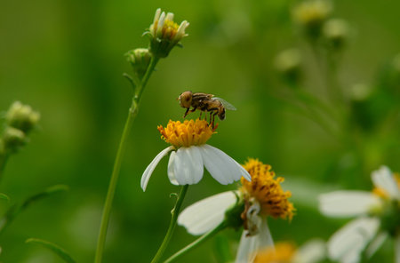 Fly to a flower