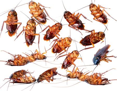 Dead cockroach isolated on a white background の写真素材