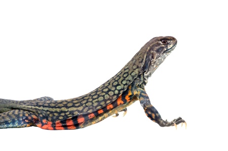 Butterfly Agama Lizard isolated on white backgroundの写真素材