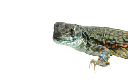 Butterfly Agama Lizard isolated on white background