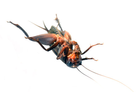 Gryllidae