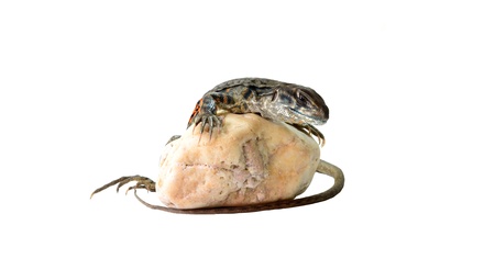 Butterfly Agama Lizard isolated on white backgroundの写真素材