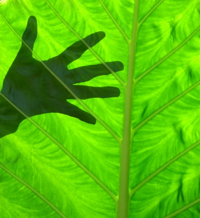 Green leaf an abstract backgroundの写真素材