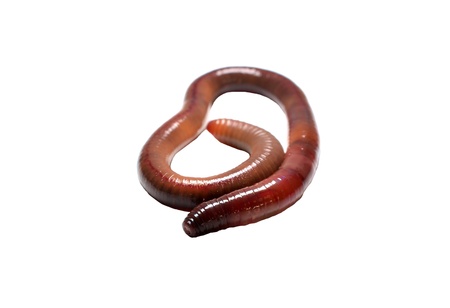 earthworm on a white backgroundの写真素材