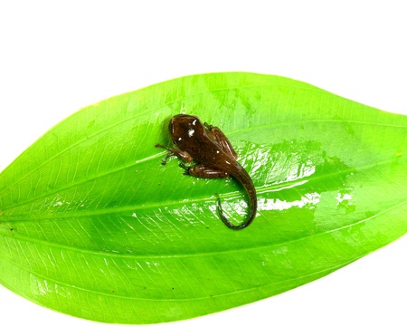 Tadpoleの写真素材