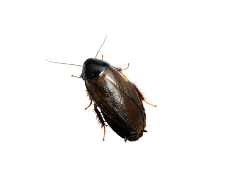 Close up blattella germanica german cockroach isolated on white