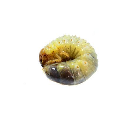 maggotsの写真素材