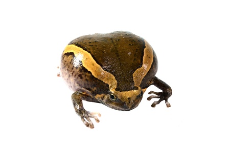 Chubby frog isolated in white backgroundの写真素材