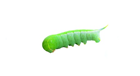 Caterpillarの写真素材