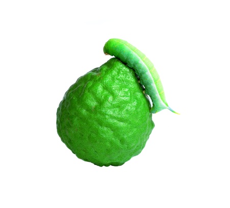 Caterpillar; Fresh kaffir on white backgroundの写真素材
