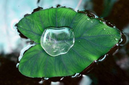 Water on the leaves.