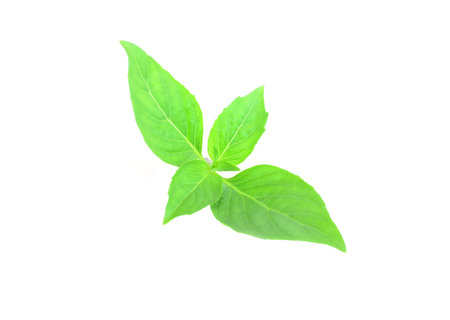 Ocimum basilicum Linn on white background.の写真素材