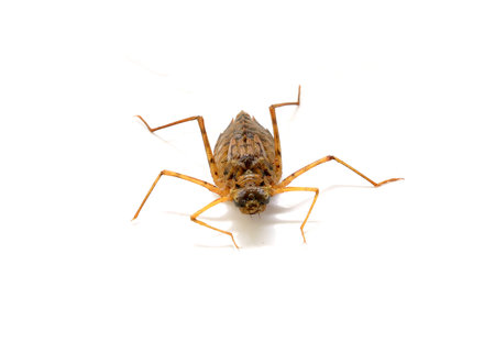 Dragonfly larvae.