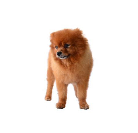 pomeranian dog isolated on white backgroundの写真素材