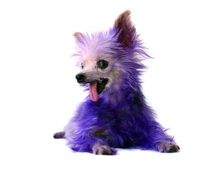 Yorkshire Terrier Old dog isolated on whiteの写真素材