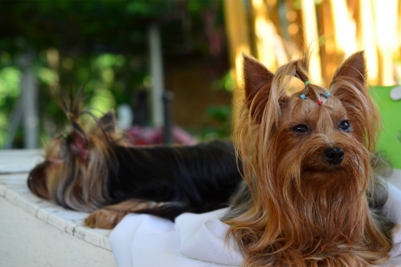 Yorkshire Terrierの写真素材